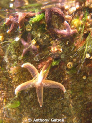 There were many starfish to photograph but i think this o... by Anthony Gatrell 